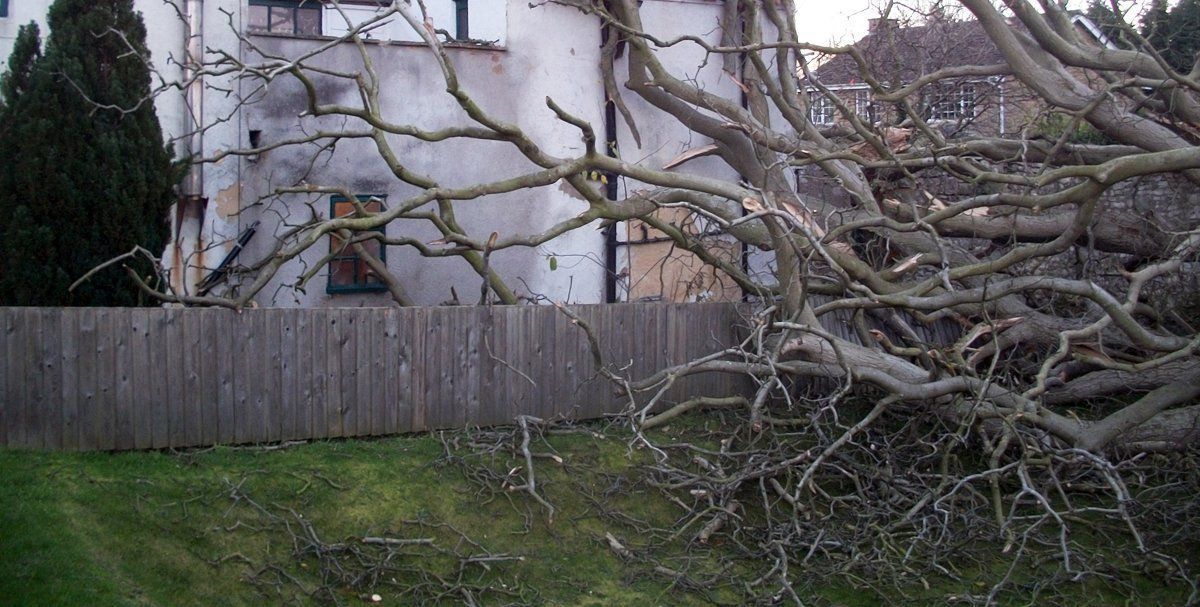 tree felling in Leeds