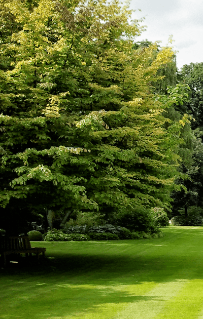 Tree work in Leeds