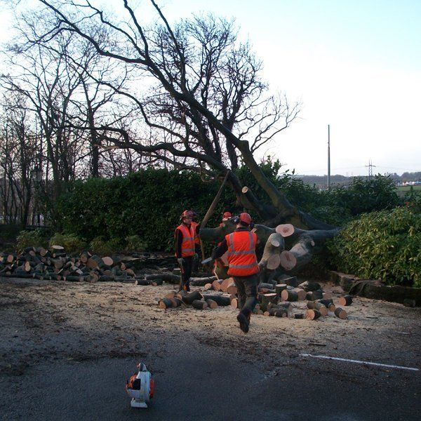 tree removal in Leeds