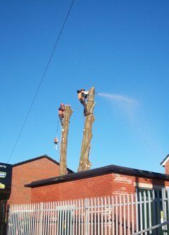 tree removal in Leeds