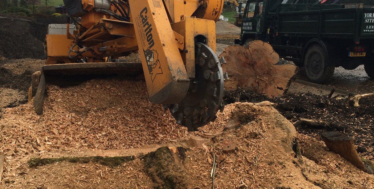 Stump removal in Leeds