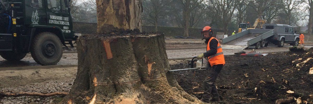 tree contractors in Leeds