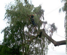 Dismantling a large Willow tree over valves and pumping gear at a sewage treatment plant