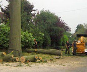 Dismantled large Beech tree after it had shed a large limb into the garden