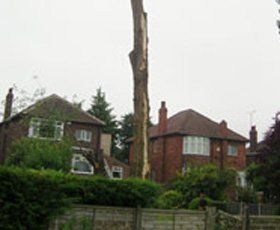Dismantling a Lombardy poplar tree that had been struck by lightning