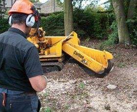 Single building plot clearance - 25 stumps to grind out