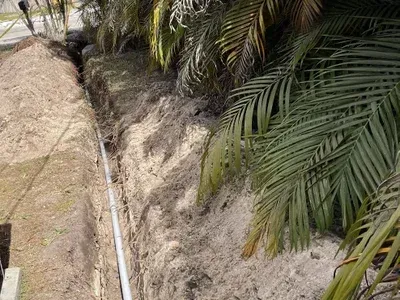 A pipe is being installed in the dirt next to a palm tree.