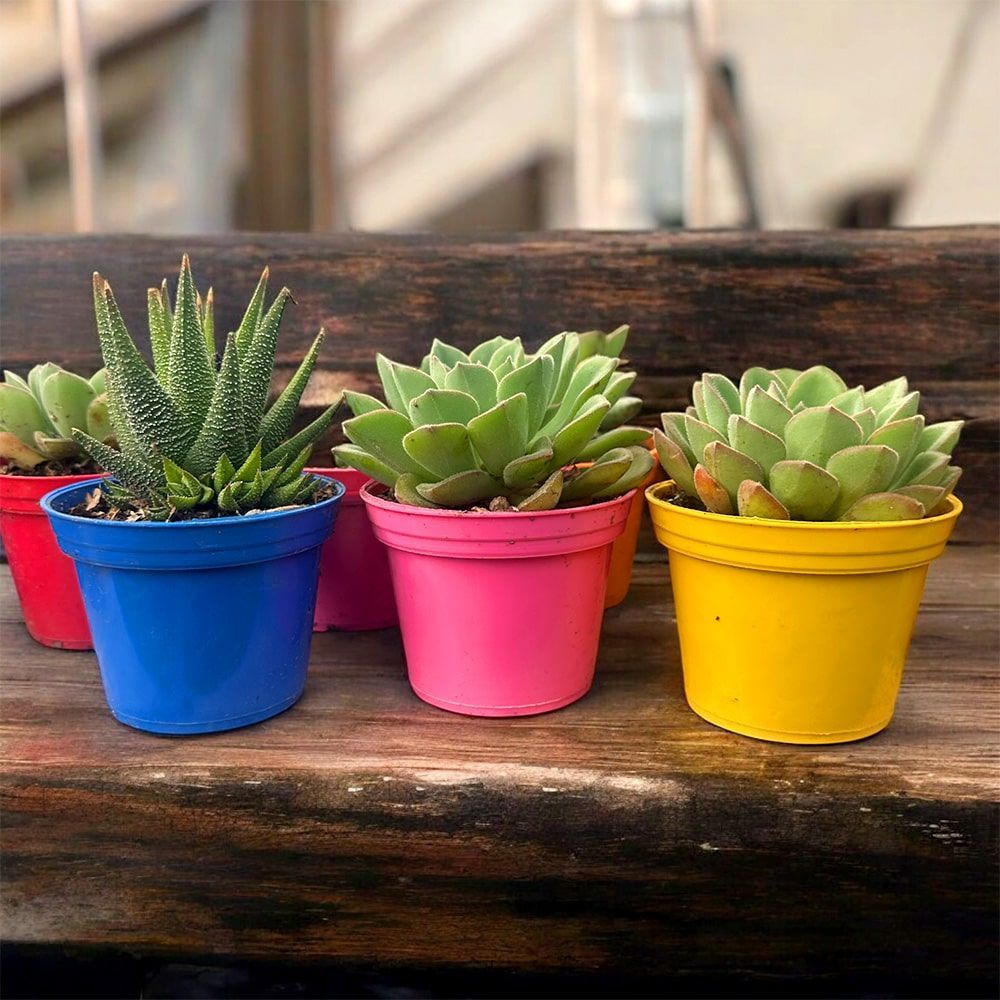 A group of colorful potted plants are sitting on a wooden bench.