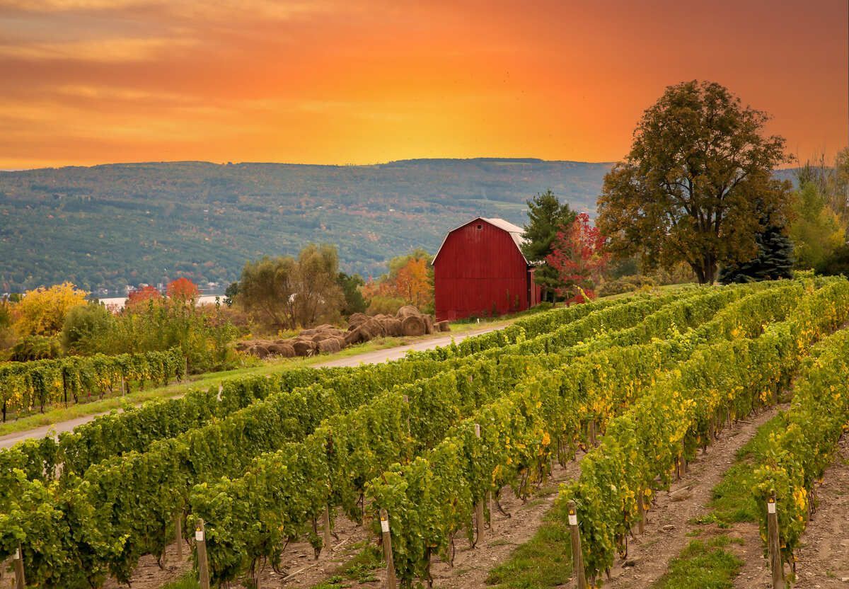 Vineyard rows lead to a red barn under an orange sunset.