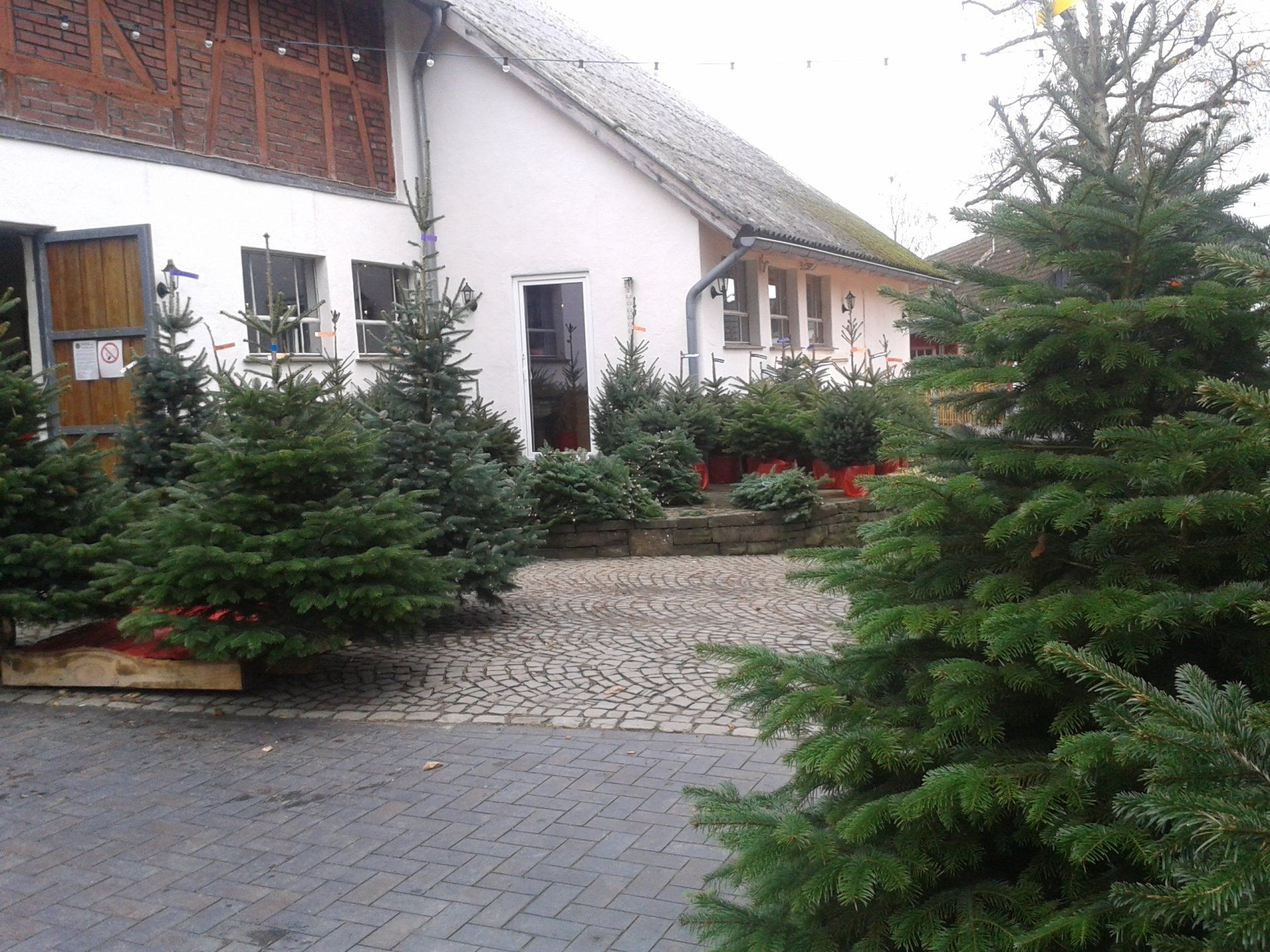 Zahlreiche Weihnachtsbaum stehen vor einem weißen Haus zum Verkauf