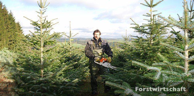 Ein Mann fällt mit einer Kettensäge einen Weihnachtsbaum.