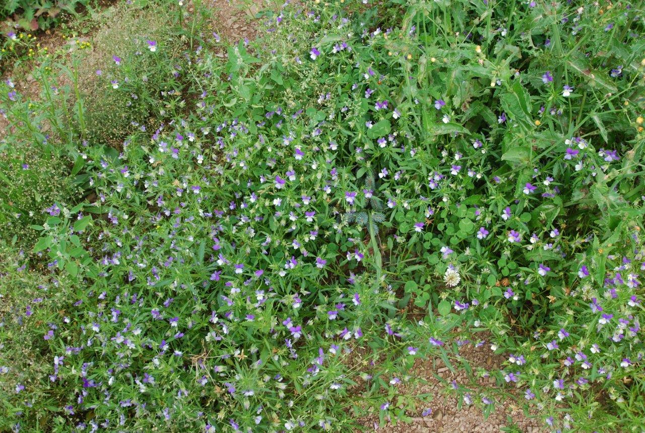 Im Gras wächst ein Strauß lila Blumen.