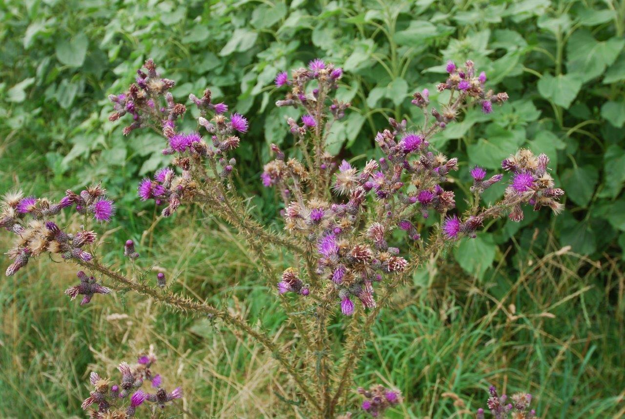 Im Gras wächst ein Strauß lila Blumen.