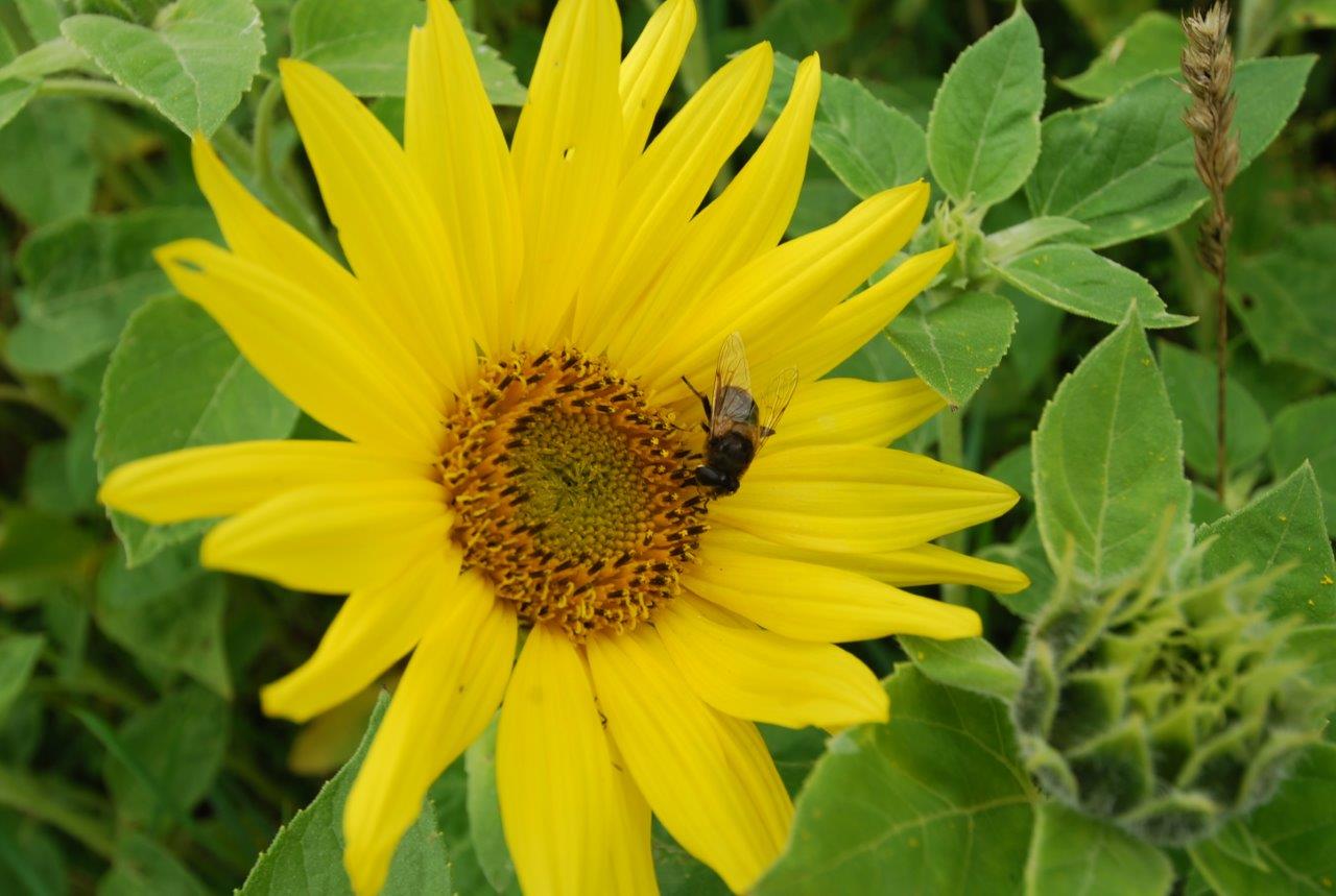 Eine Nahaufnahme einer Sonnenblume mit einer Biene darauf