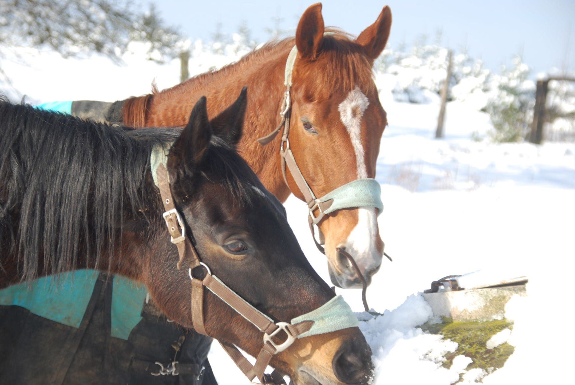 Zwei Pferde stehen nebeneinander im Schnee