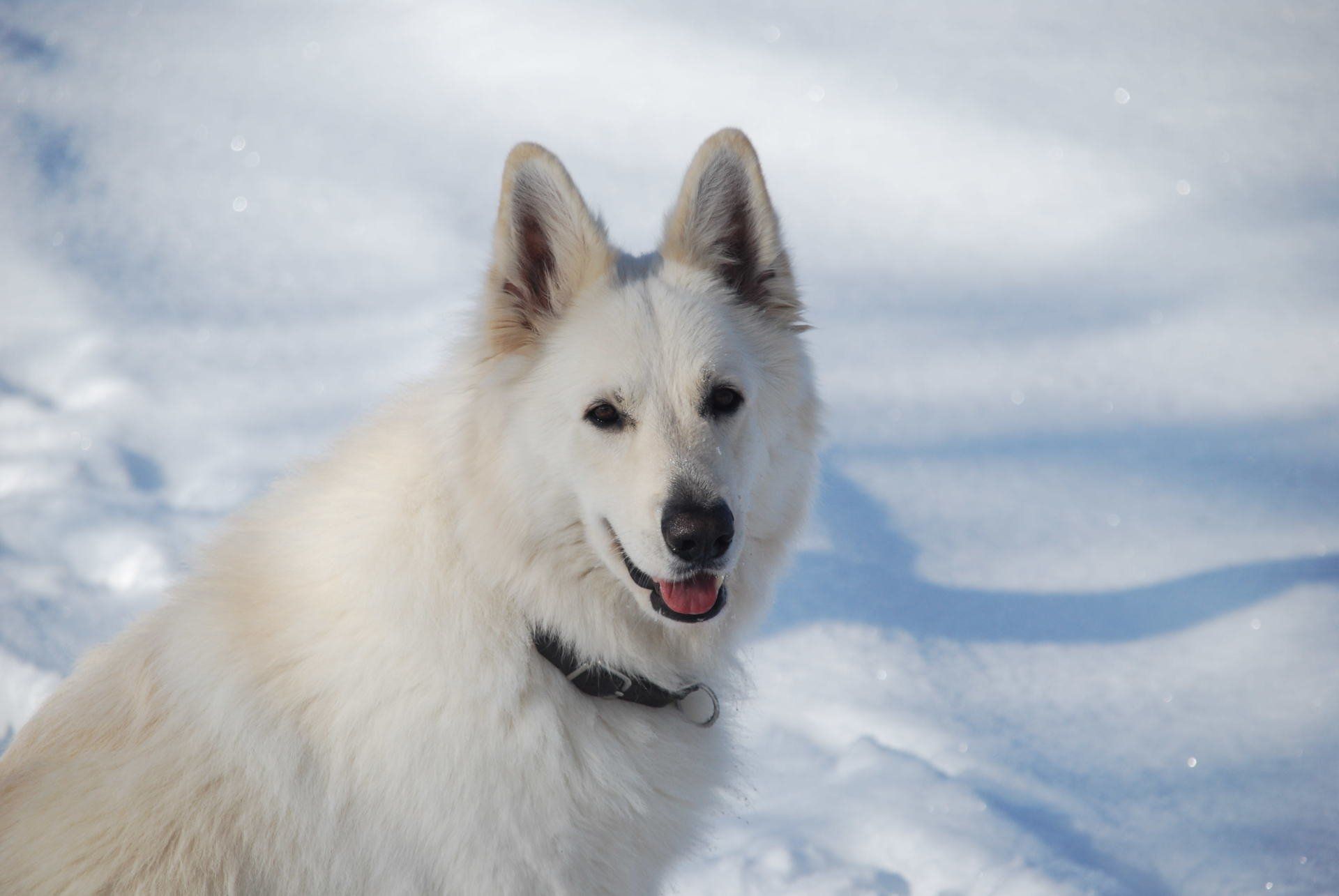 Ein weißer Hund steht im Schnee und schaut in die Kamera.