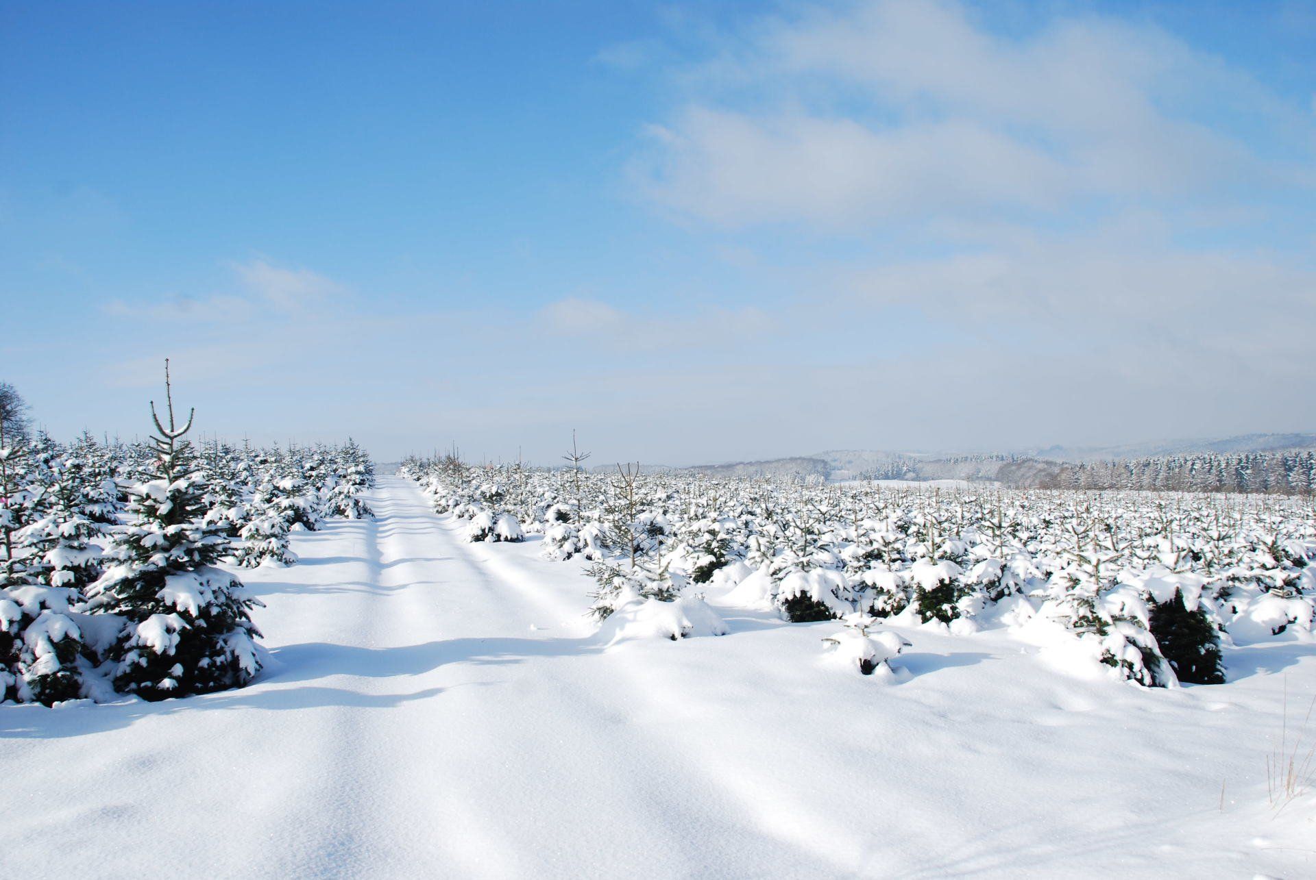 Ein schneebedecktes Feld mit schneebedeckten Bäumen