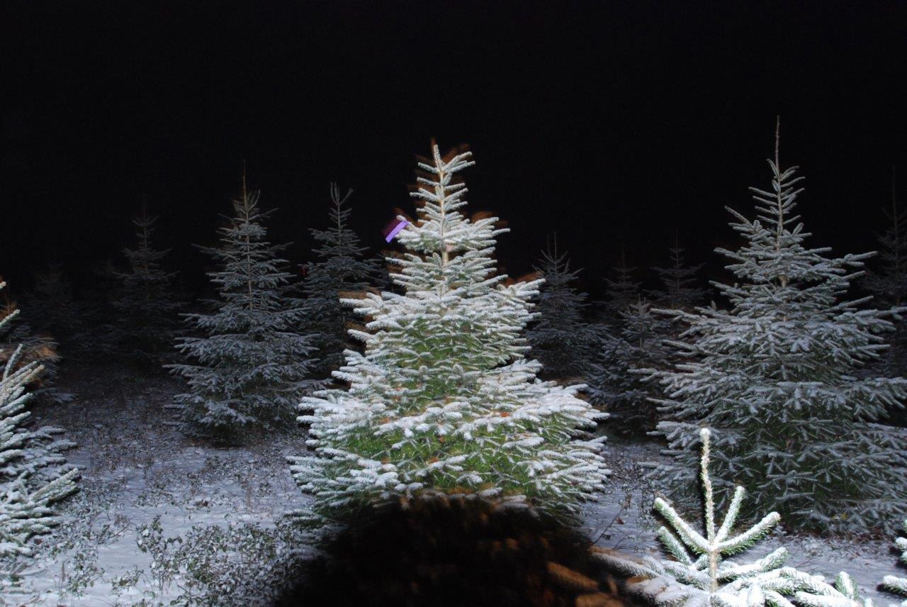 Ein verschneiter Wald mit Bäumen, die nachts mit Schnee bedeckt sind