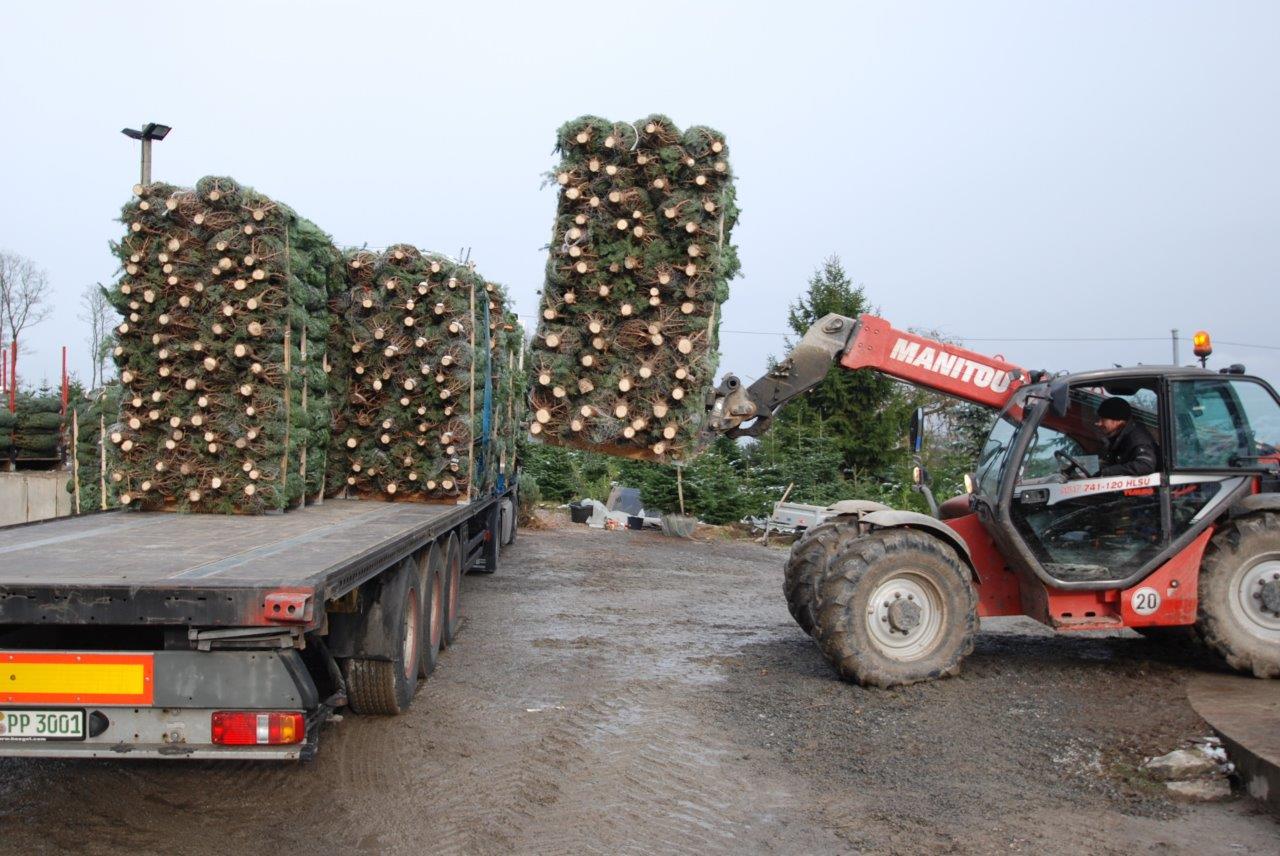 Ein Manitou-Gabelstapler lädt Weihnachtsbäume auf einen Pritschenwagen.