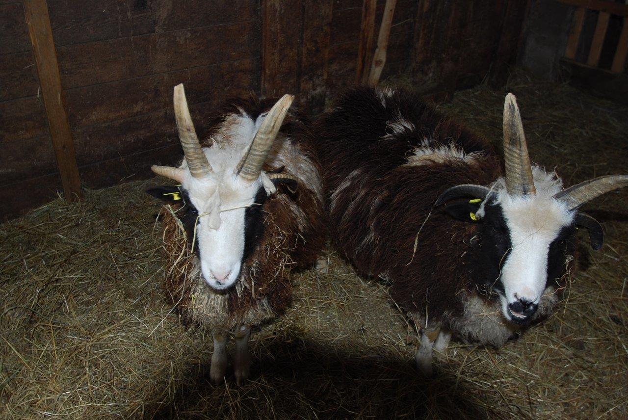 Zwei Schafe mit Hörnern liegen in einem Stall.