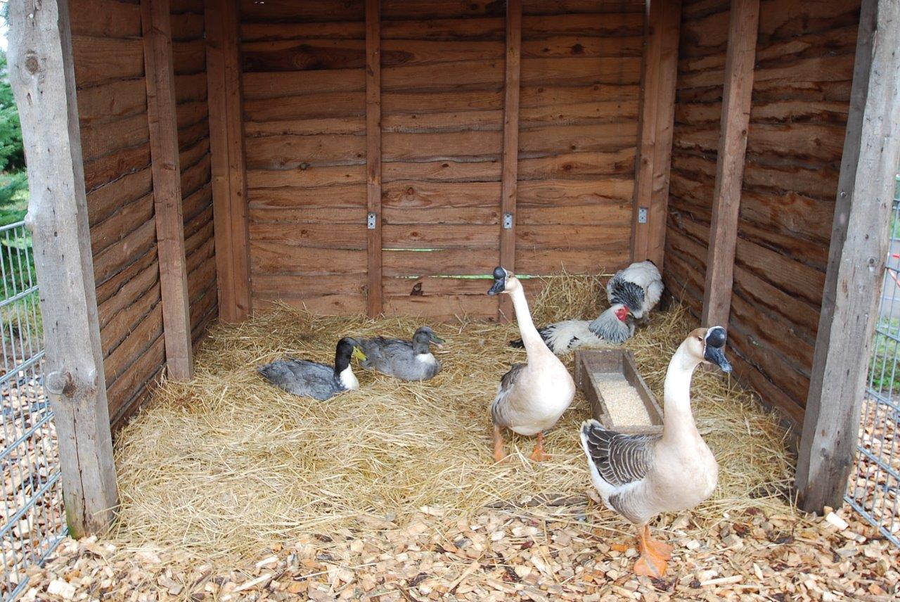 Eine Gruppe Enten steht in einem Holzschuppen.