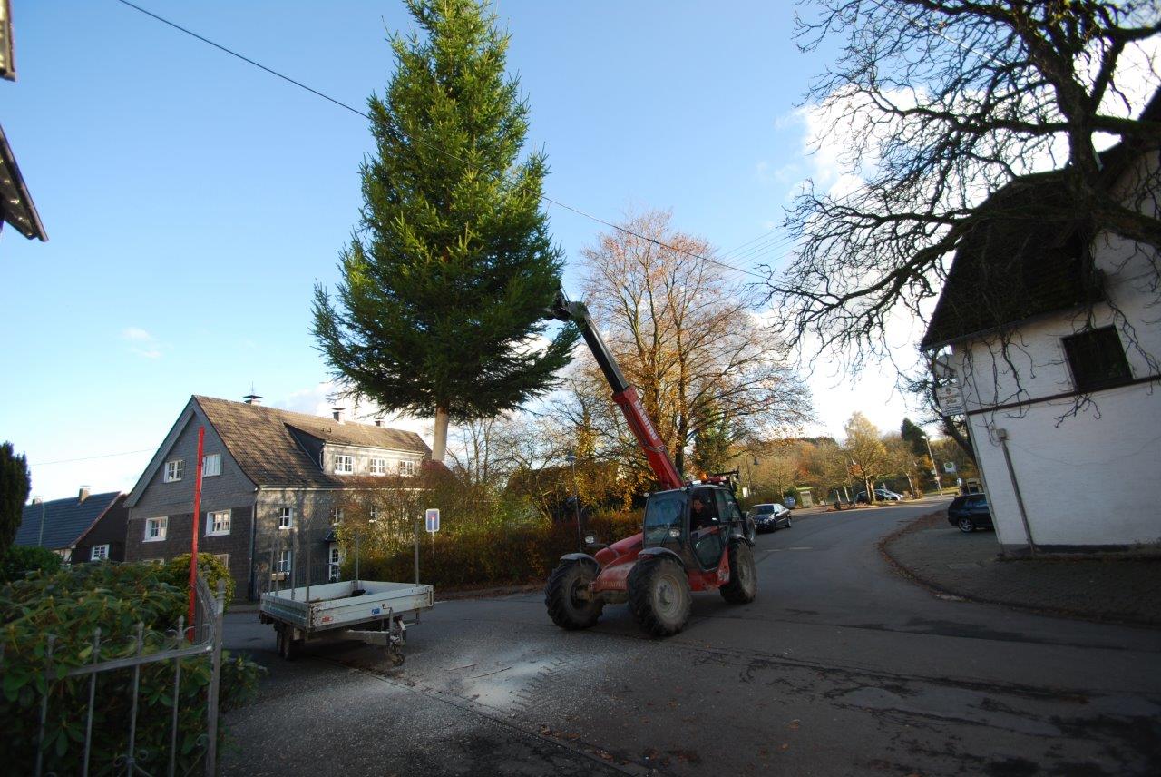 Ein Traktor transportiert einen Weihnachtsbaum eine Straße entlang