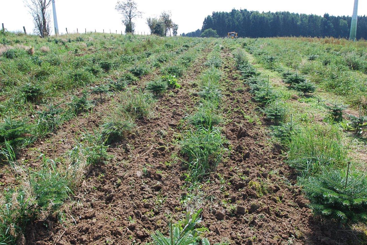 Reihen von Pflanzen wachsen auf einem Feld mit Bäumen im Hintergrund