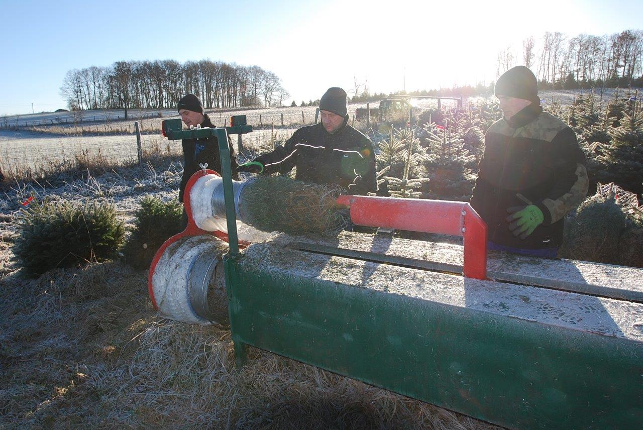 Eine Gruppe von Leuten fällt auf einem Feld einen Weihnachtsbaum.