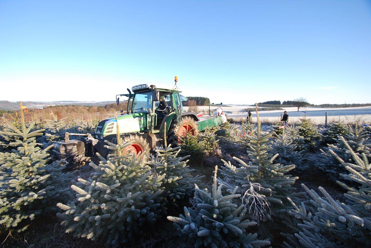 Ein grüner Traktor fährt durch ein Feld mit Weihnachtsbäumen.