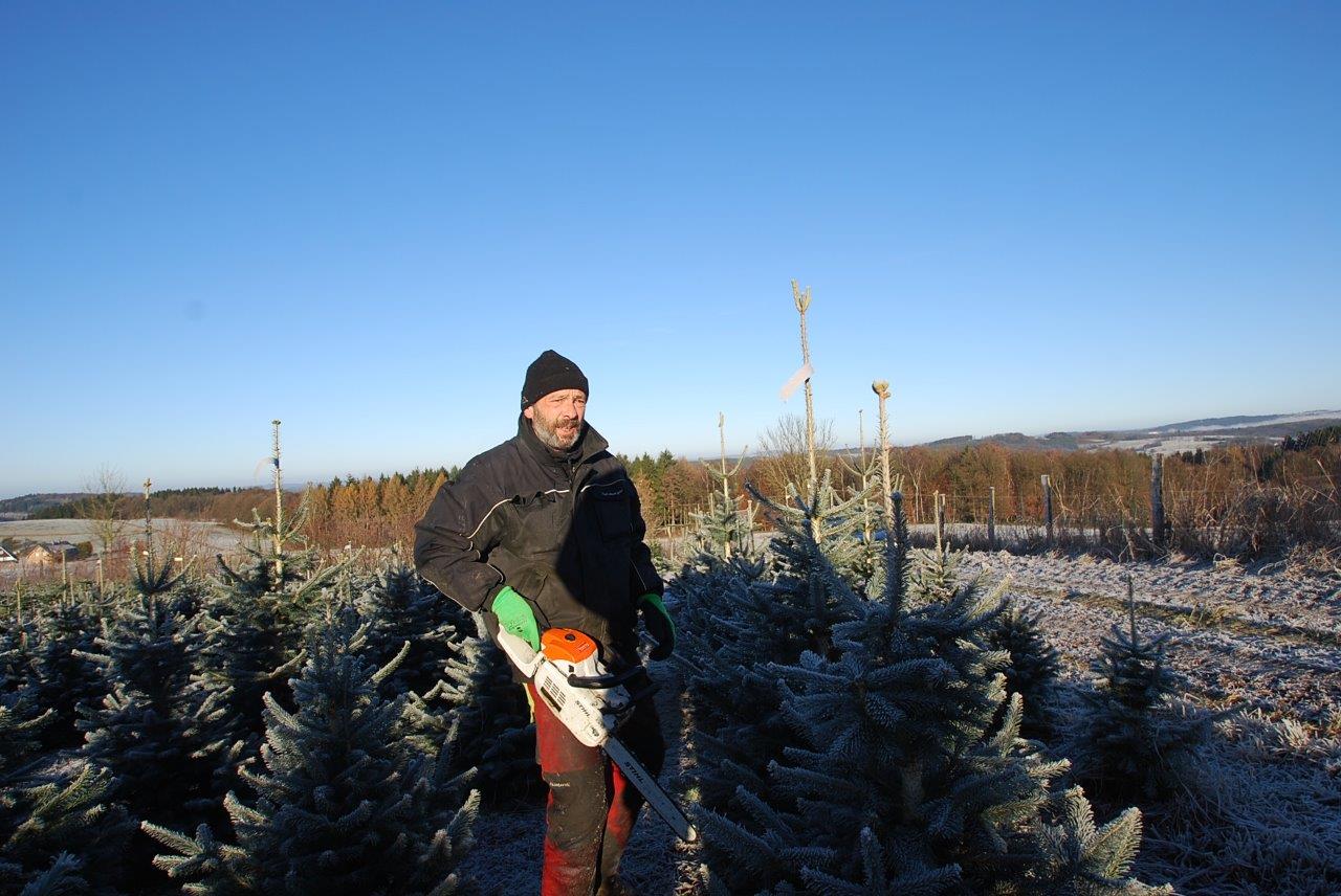 Ein Mann fällt mit einer Kettensäge einen Weihnachtsbaum.