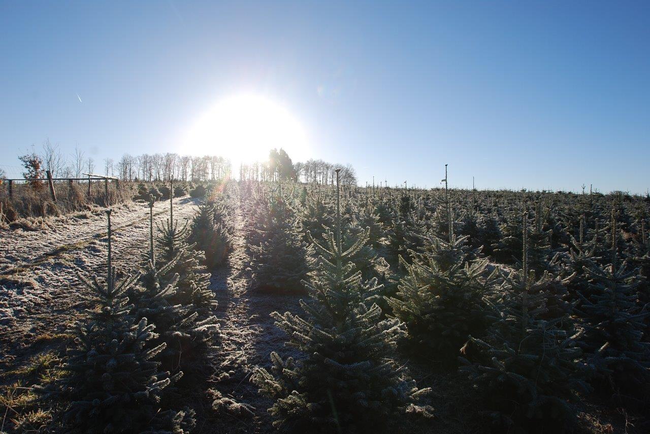 Ein Feld mit Weihnachtsbäumen, durch die die Sonne scheint