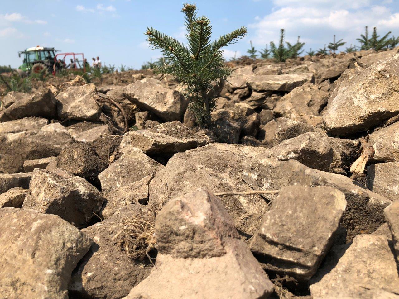 Aus einem Steinhaufen wächst ein kleiner Baum.