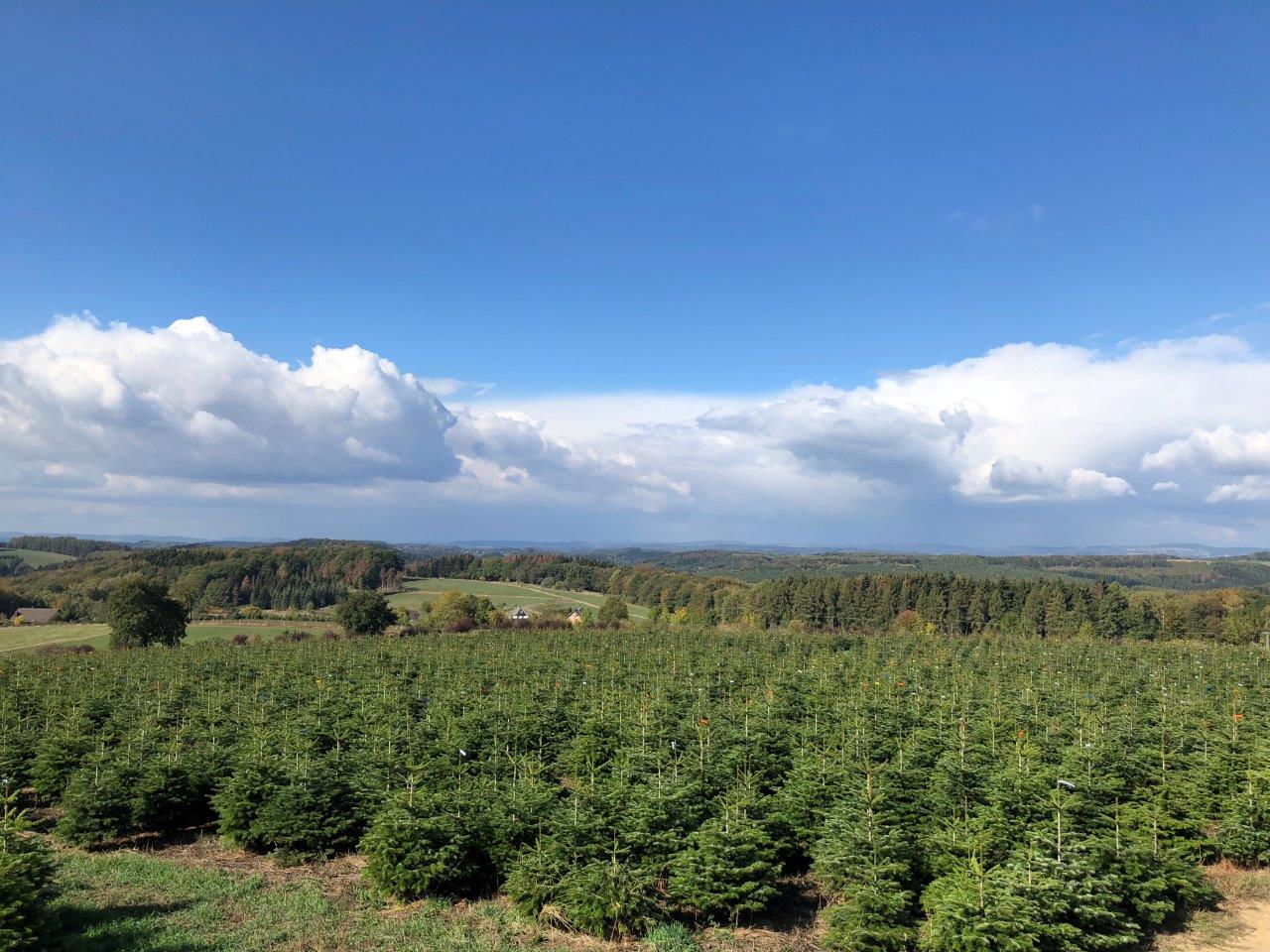 Ein Feld mit Weihnachtsbäumen mit einem blauen Himmel und Wolken im Hintergrund.