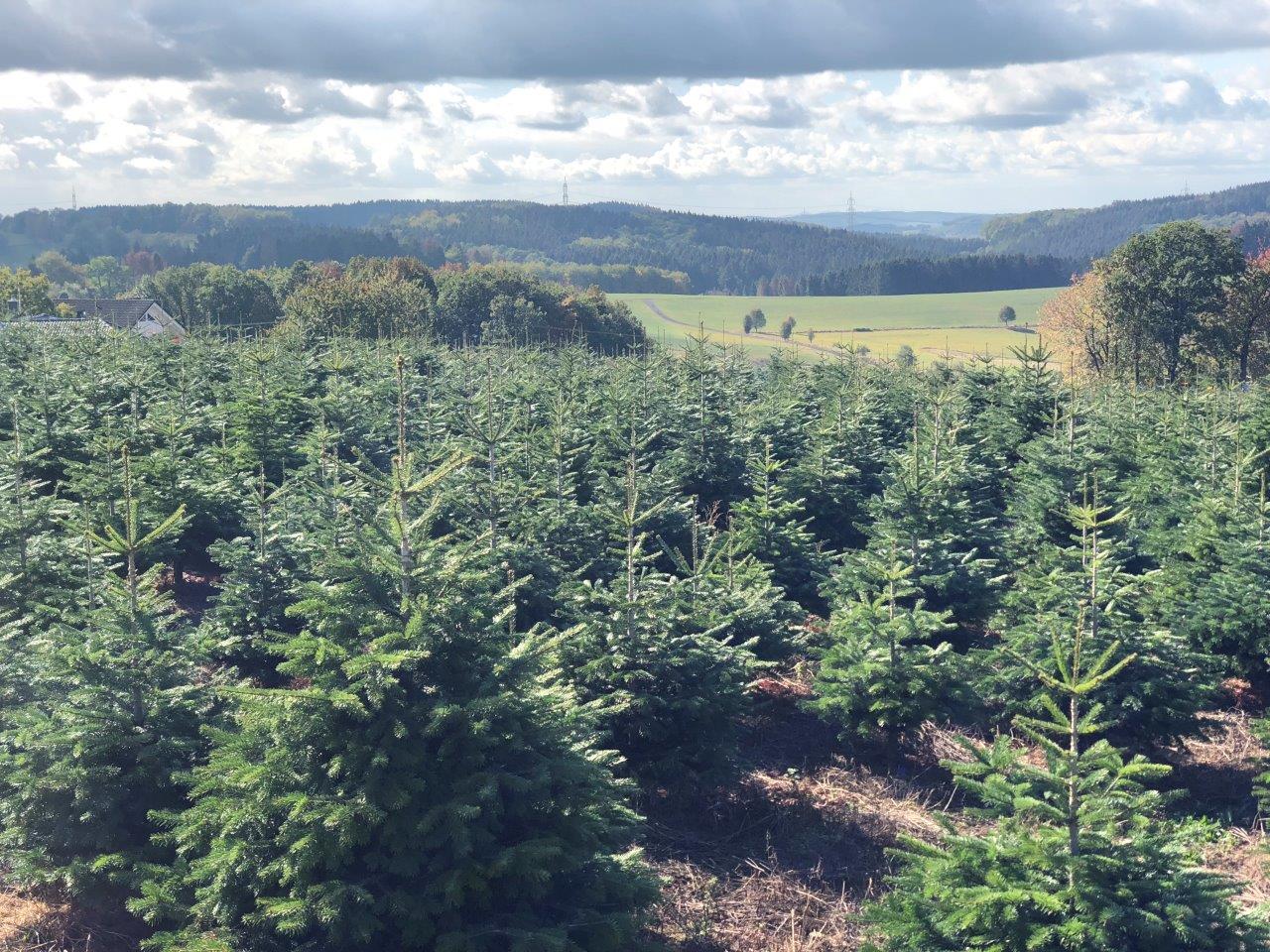 Ein Feld mit Weihnachtsbäumen mit Bergen im Hintergrund