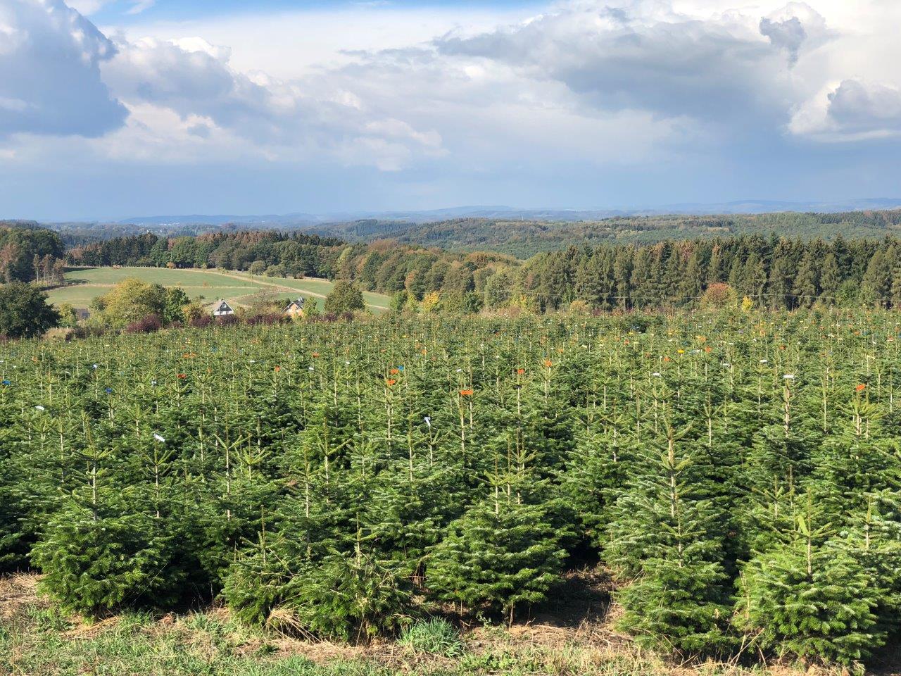 Eine Reihe von Weihnachtsbäumen wächst auf einem Feld mit Bergen im Hintergrund.