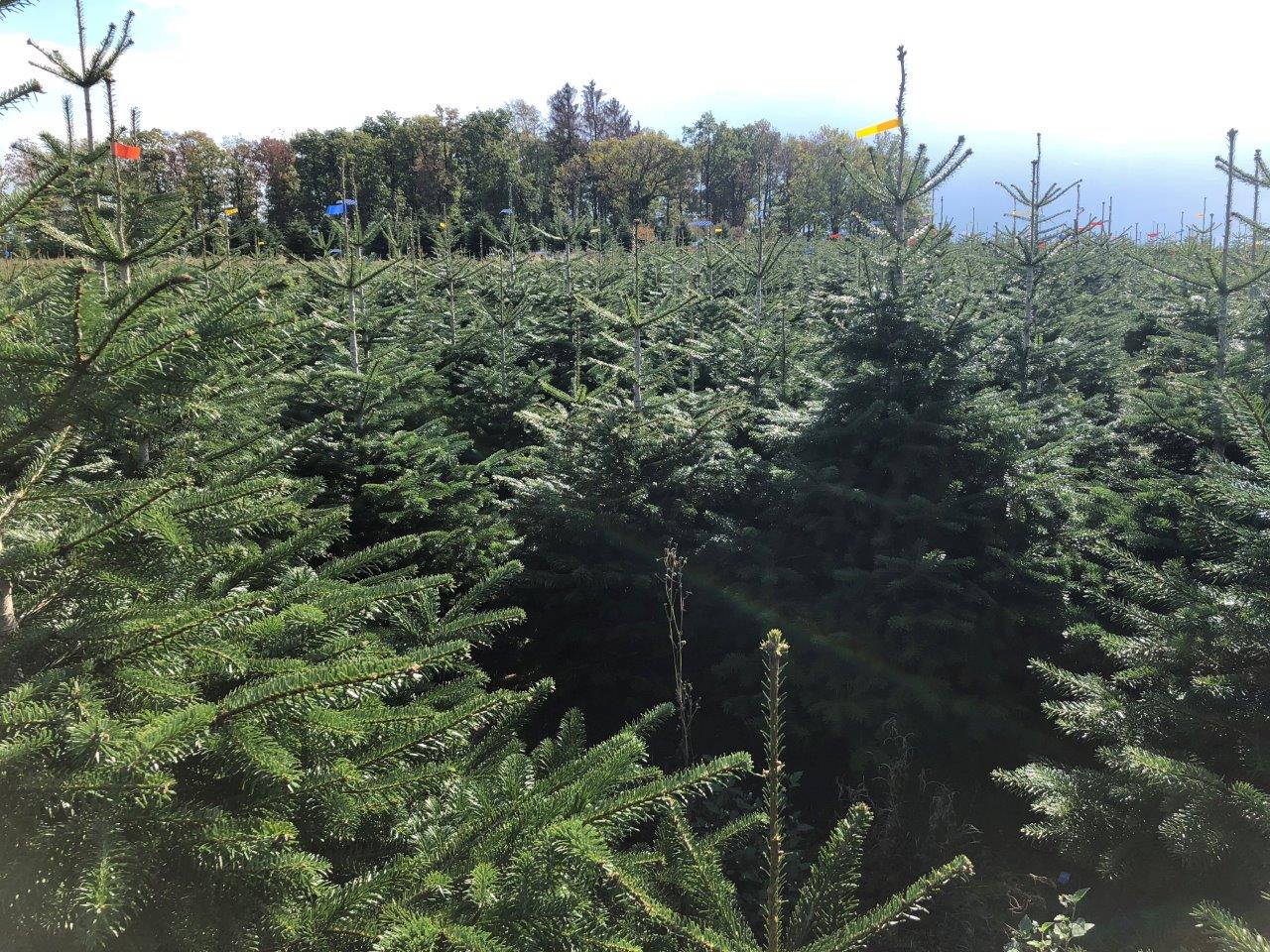 Ein Feld mit Weihnachtsbäumen mit dem Meer im Hintergrund