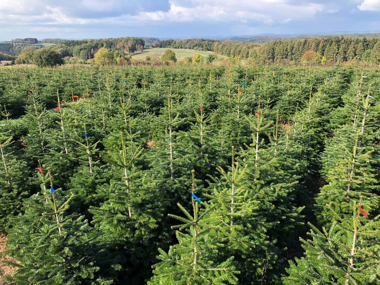 Eine Luftaufnahme einer Weihnachtsbaumfarm mit vielen Bäumen.