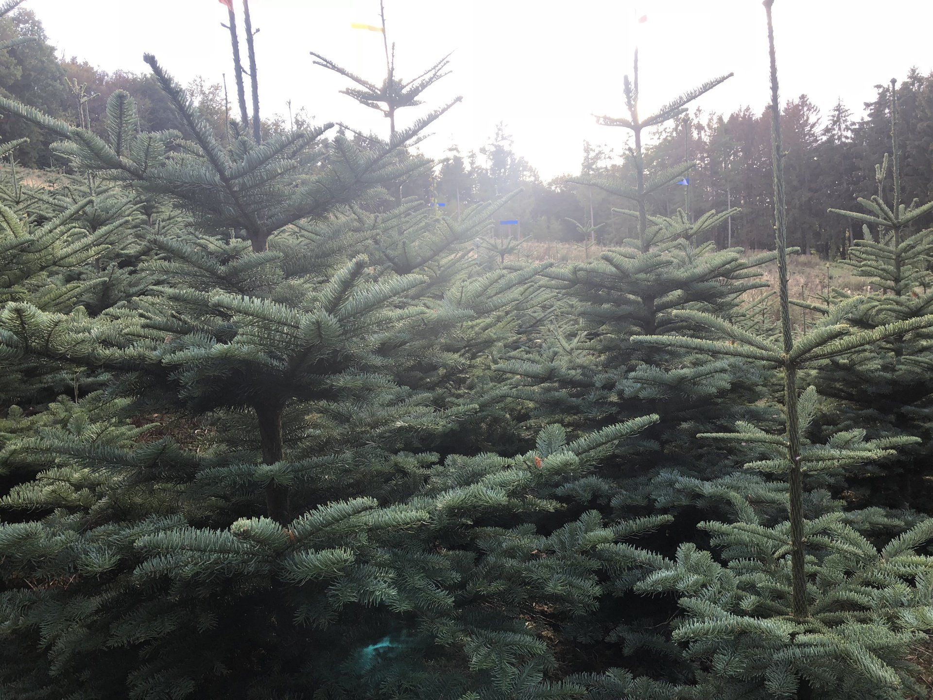Ein Feld mit Weihnachtsbäumen, durch die die Sonne scheint