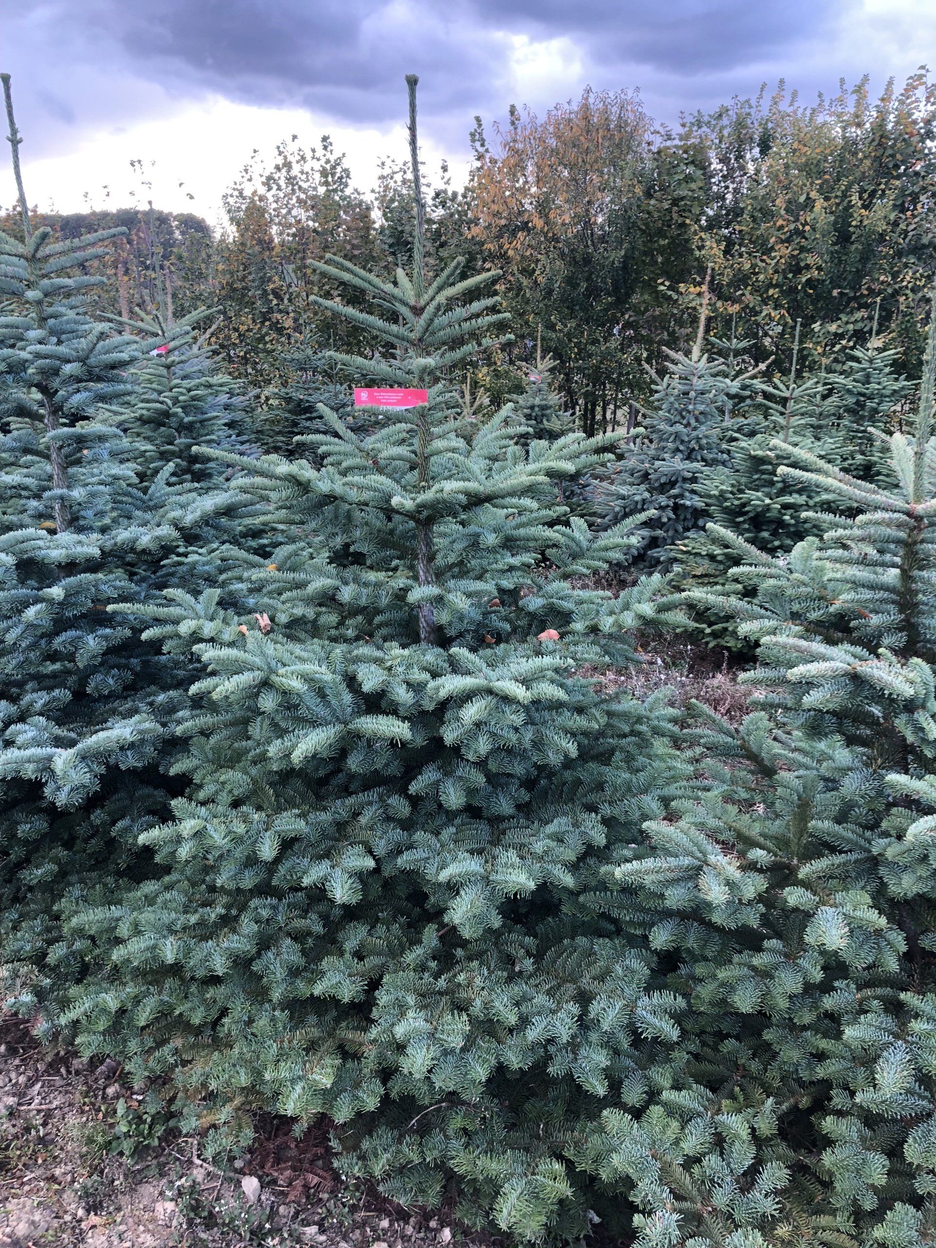 Auf einem Feld wachsen viele Weihnachtsbäume.