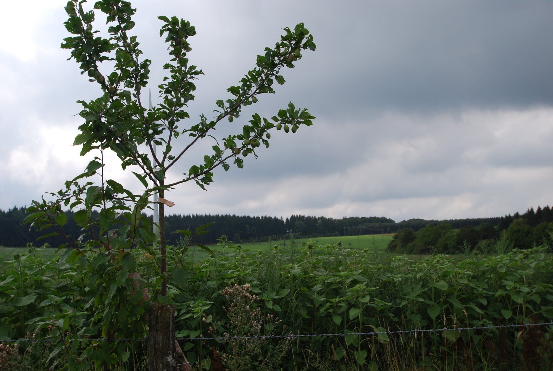 Sicht auf grünes Feld mit einem Wald im Hintergrund