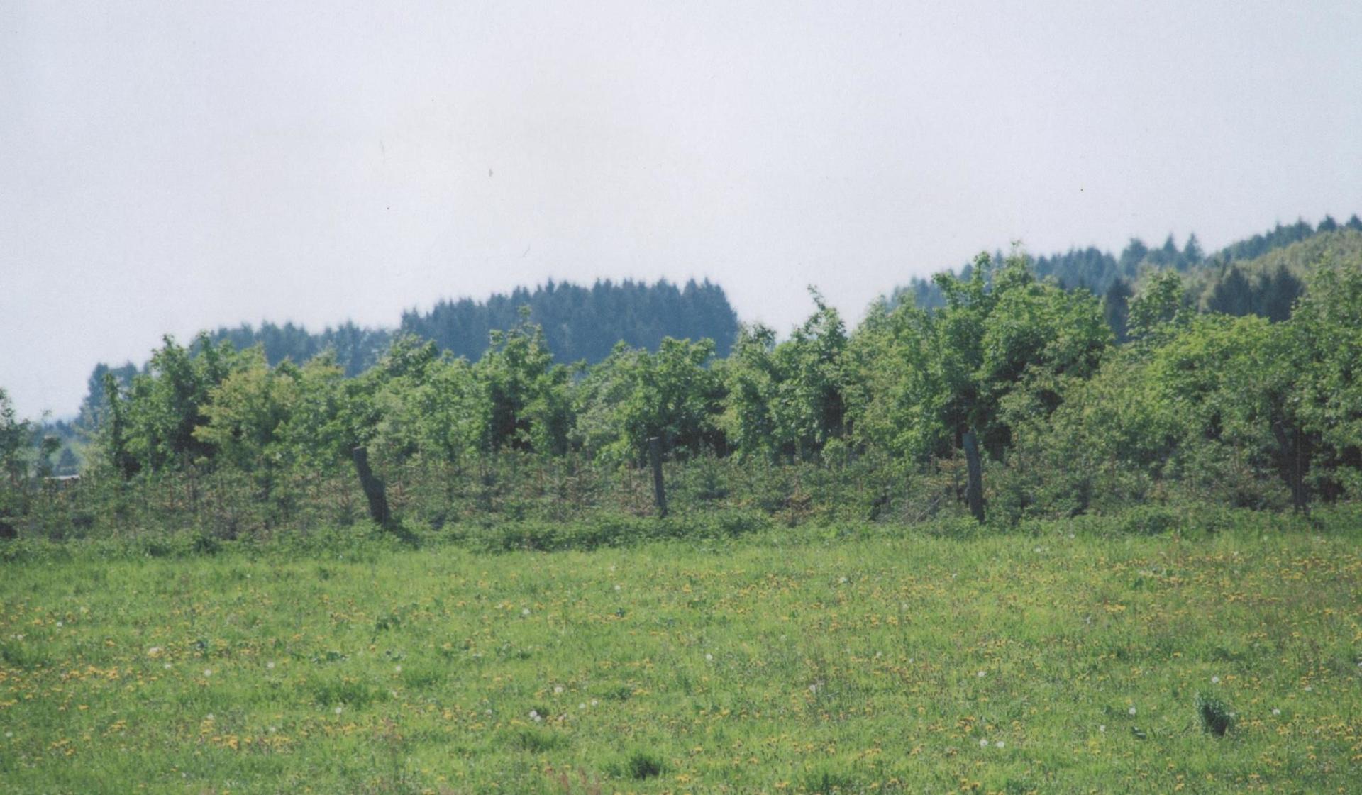 Ein üppiges grünes Feld mit Bäumen im Hintergrund.