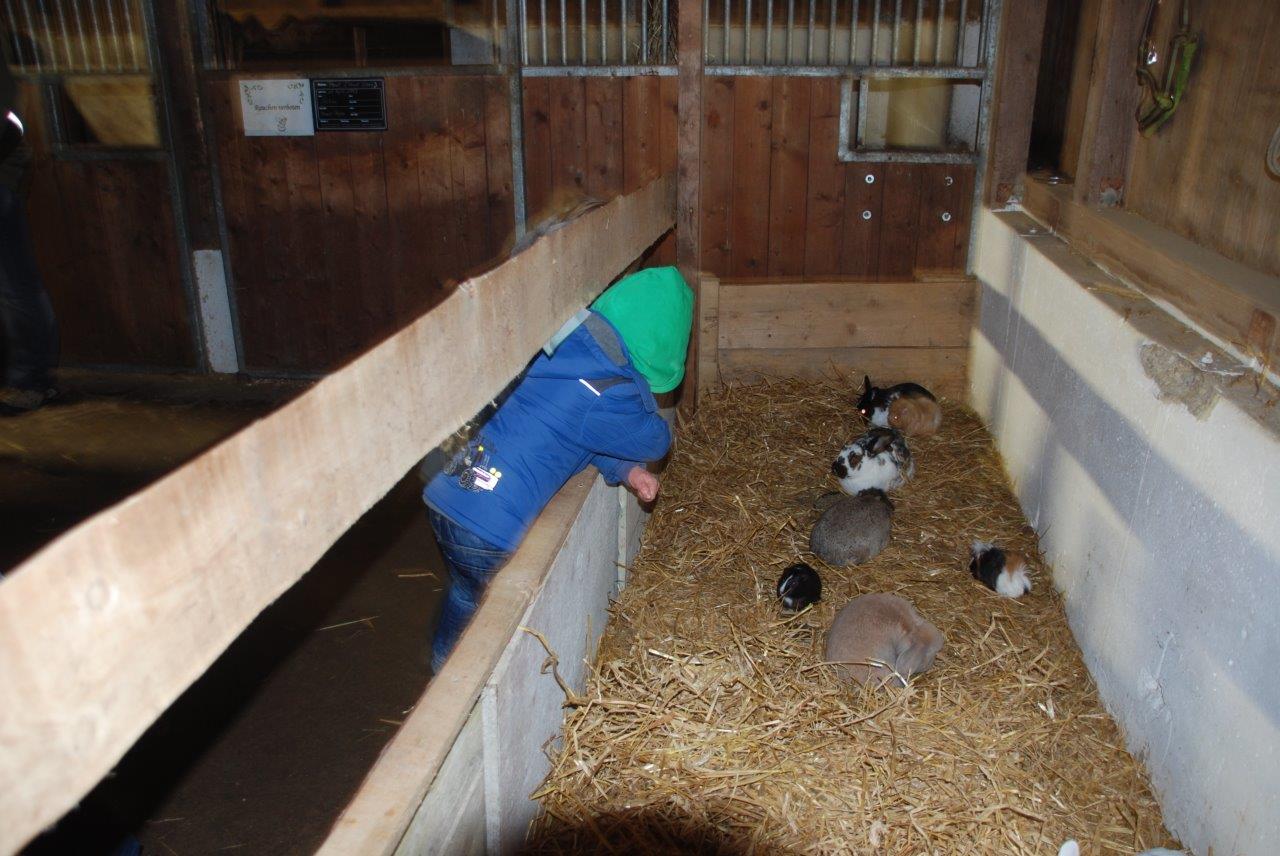 Kaninchen und Meerschweinchen in einem Stall mit Stroh