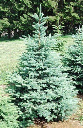Tannenbaum mit Wiese und Wald im Hintergrund
