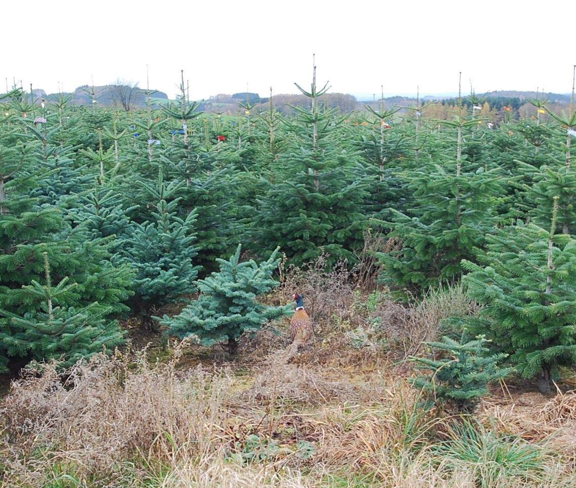 Ein Feld mit Weihnachtsbäumen, die im Gras wachsen.