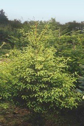 Grüner Tannenbaum mit Wald im Hintergrund