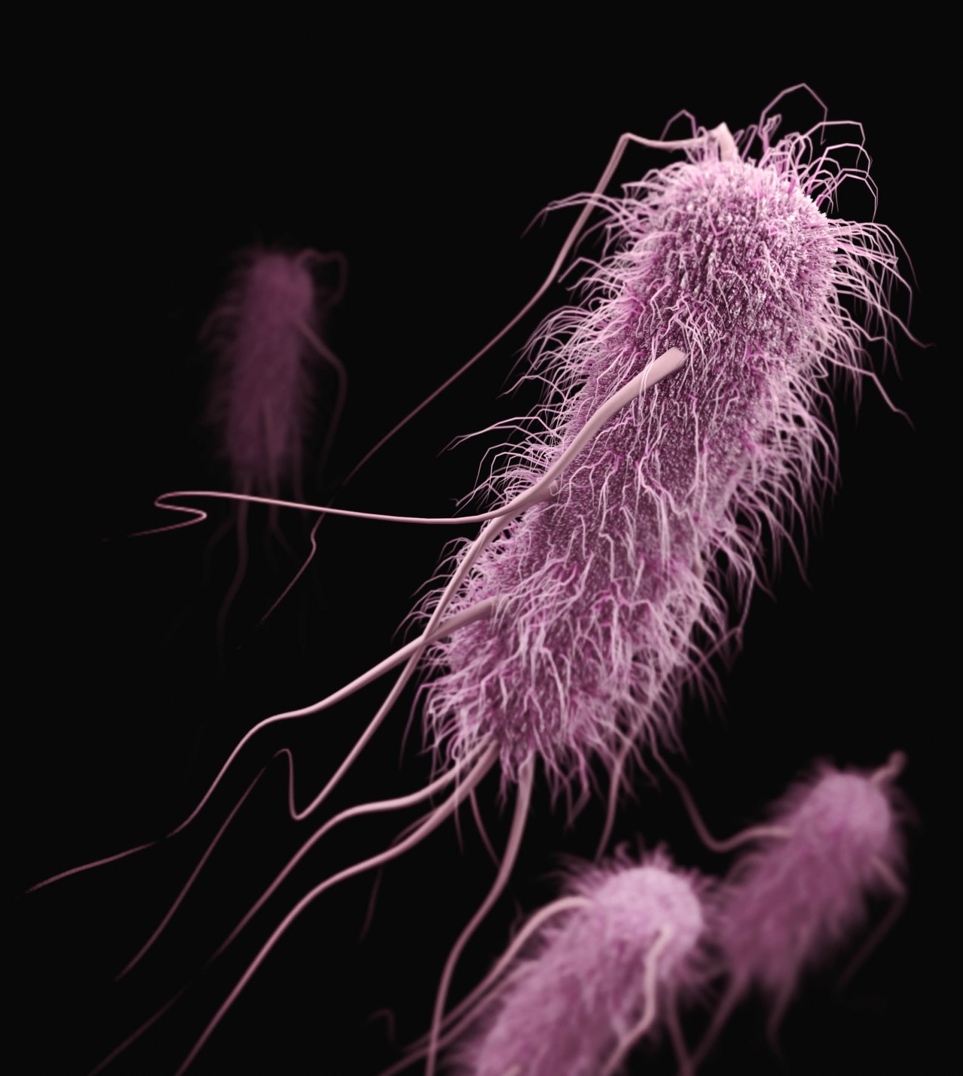 A gut bacteria exploring a dysbiotic microbiome.