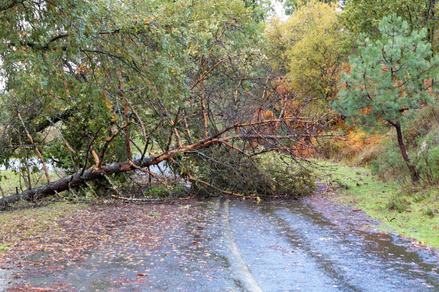 Storm Damage and Water Intrusion