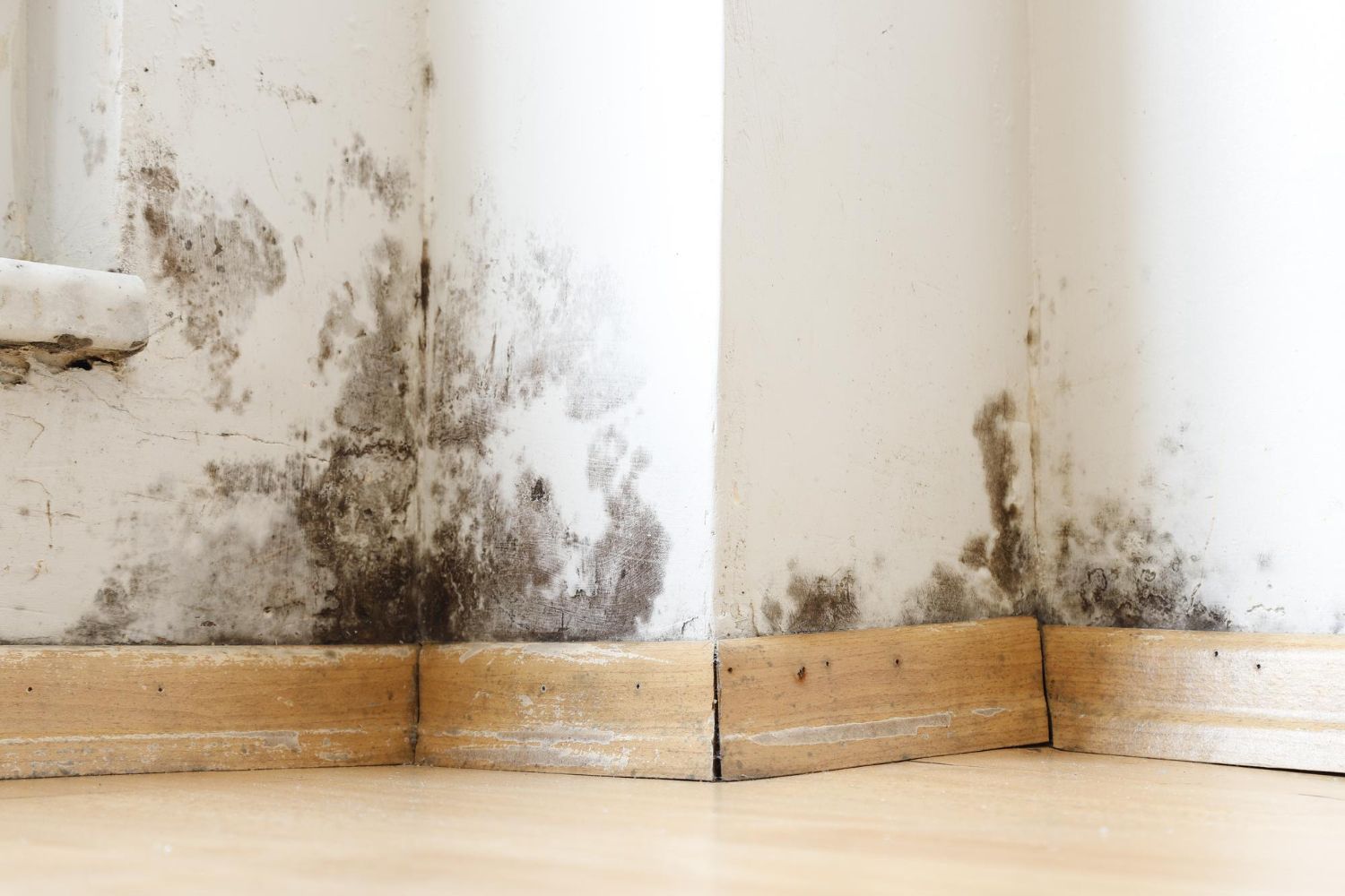 Can Mold Come Back After Remediation?