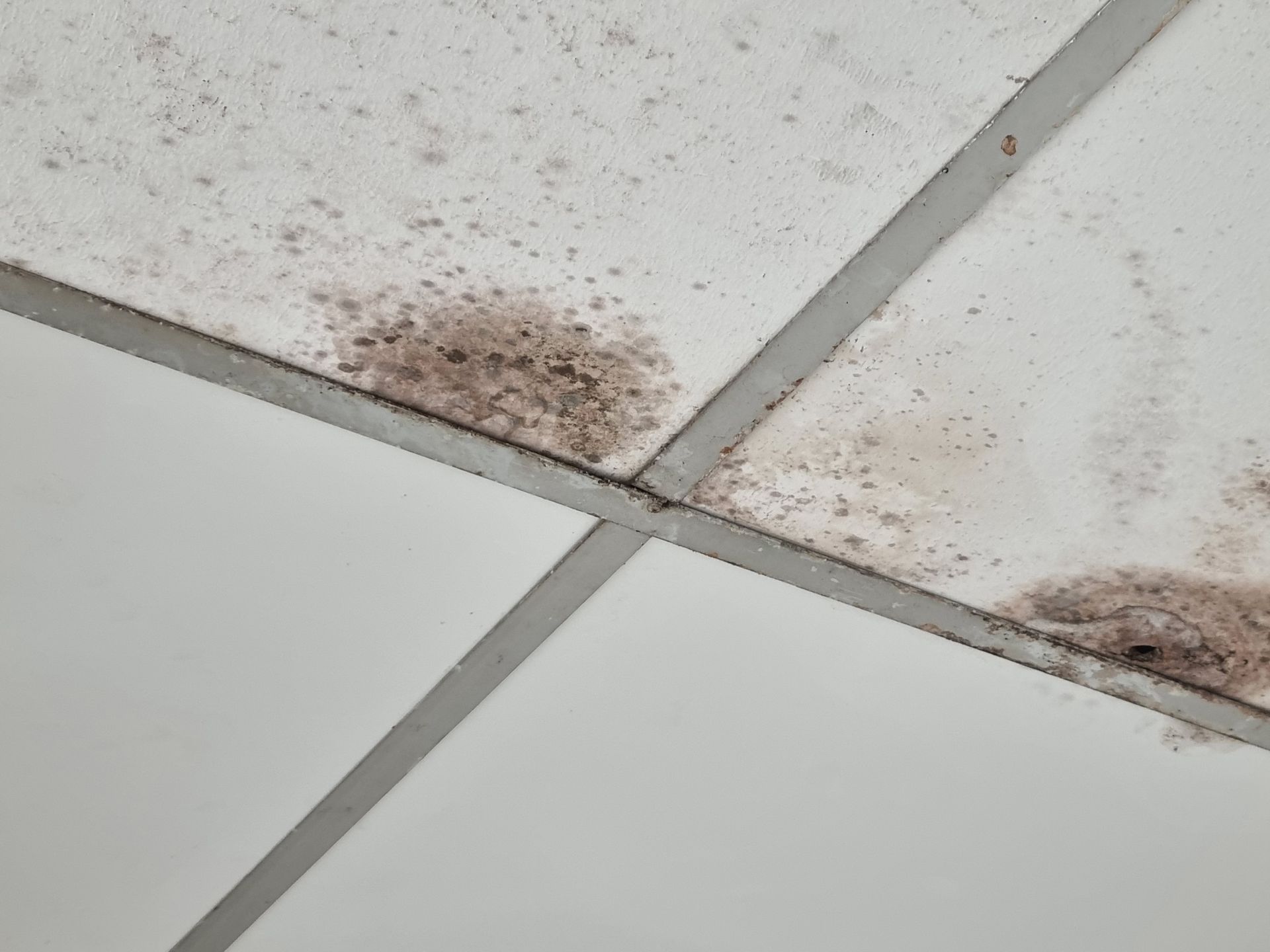 Why Fast Water Damage Restoration Saves Your Property