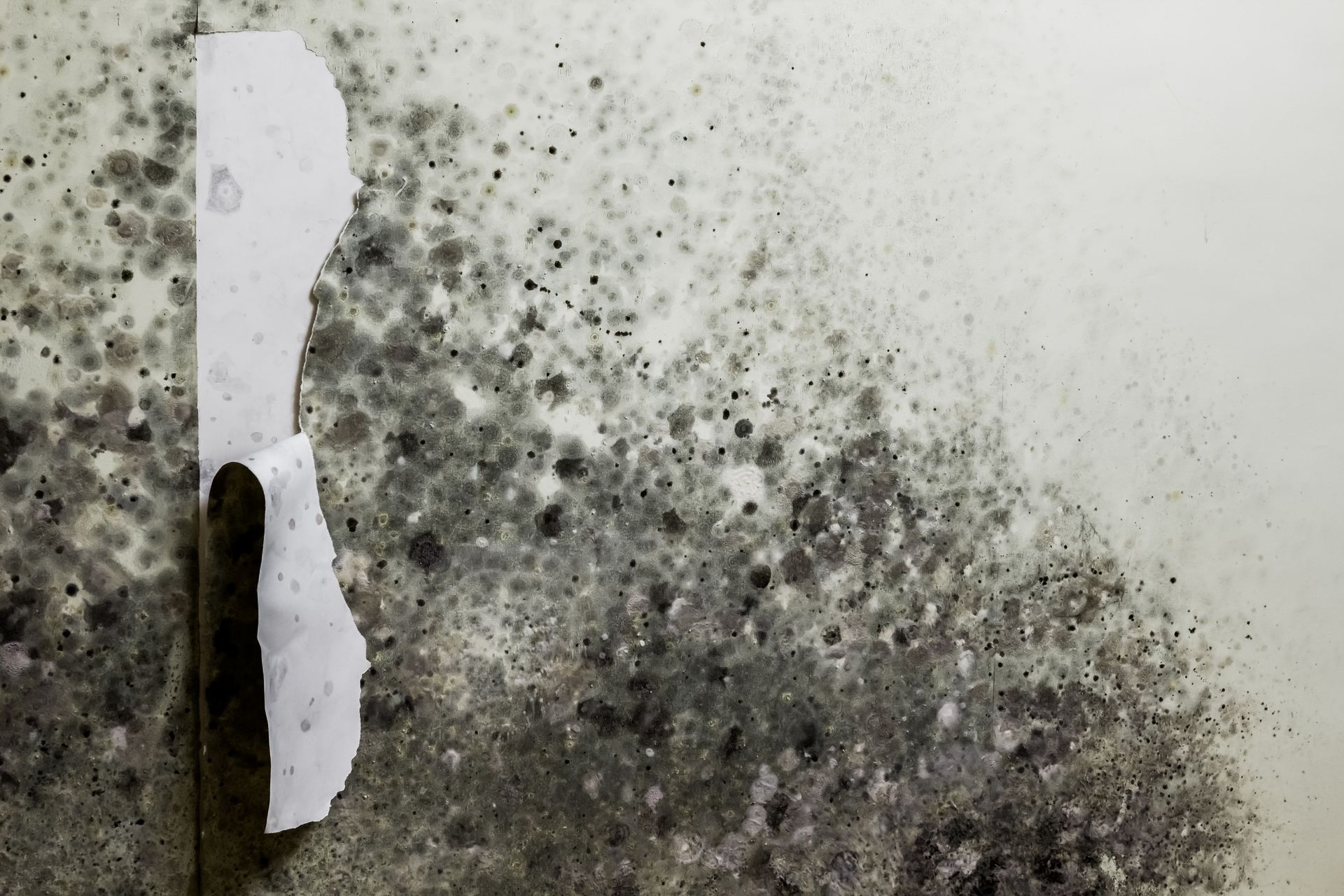What Home Insurance Covers for Water Mitigation
